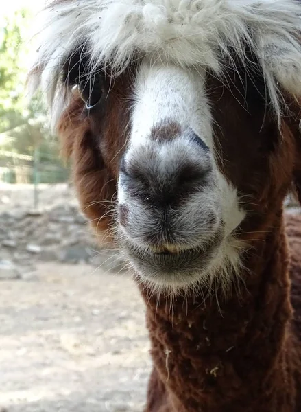 Primer Plano Llama Bebé Pelo Mullido Lindo Marrón Zoológico Animales — Foto de Stock