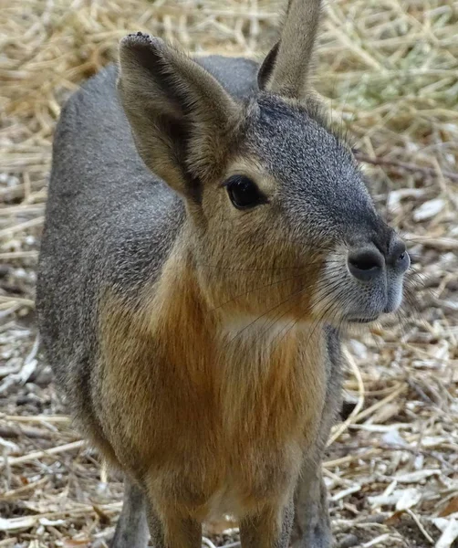 Cerca Con Mare Patagónica Dolichotis Patagonum Animal Salvaje Zoológico Rey — Foto de Stock