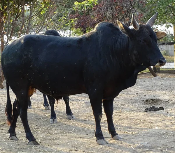 Close up with  black cow - indian cow - domestic animal / zoo