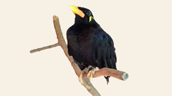 Close Common Hill Myna Gracula Religiosa Intermedia Isolado Fundo Branco — Fotografia de Stock