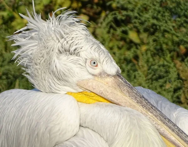 Fırfır Yakalı Tüylü Hayvanat Bahçesi Hayvan Pelikan Profil Yakın Doğa Stok Resim