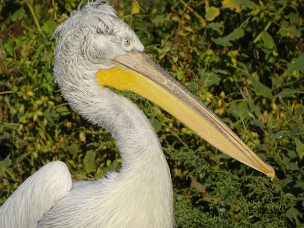 Perfil Cerca Del Pelícano Con Plumas Con Volantes Zoológico Animal Fotos de stock libres de derechos