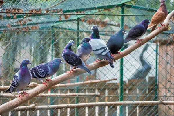 Grupo Pombos Alinhados Pau Pássaros Jardim Zoológico — Fotografia de Stock