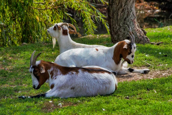 Grupo Cabras Descansando Grama Sombra Mamíferos Fazenda Zoológico Natureza — Fotografia de Stock
