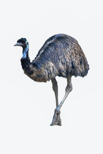 Emu Isolado Fundo Branco Cortado Pássaro Selvagem Zoológico — Fotografia de Stock