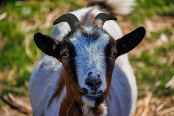Close Goat Laughing Animal Zoo Pasture Black Face Ears — Stock Photo, Image