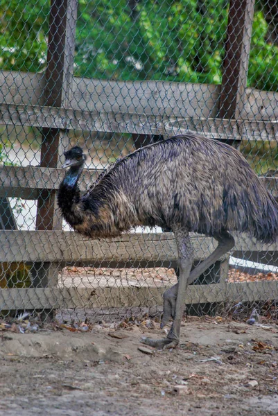 Imagem Emu Zoológico Ave Selvagem Penas — Fotografia de Stock