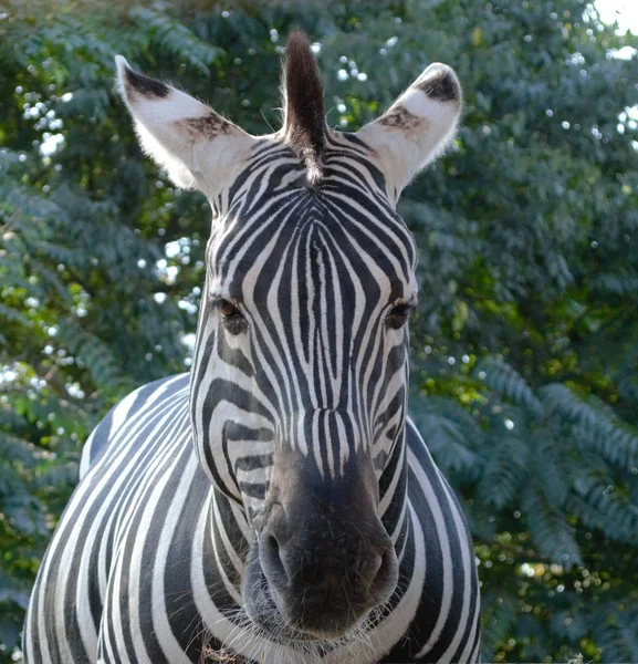 Nahaufnahme Von Zebras Die Direkt Die Kamera Schauen Wildtierzoo — Stockfoto