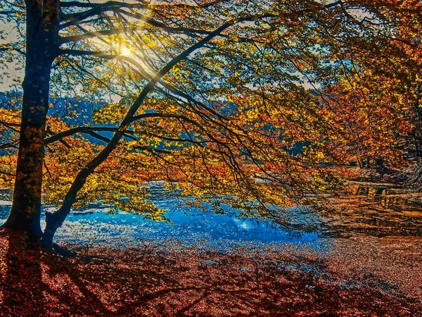 Jesienny Krajobraz Żółtymi Liśćmi Wodą — Zdjęcie stockowe