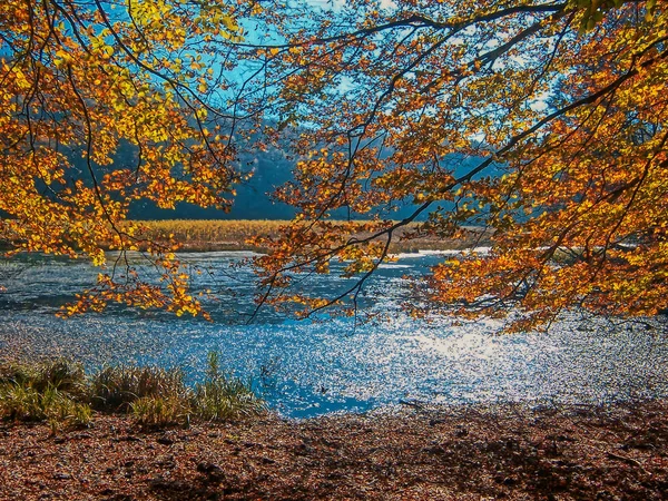 Paisaje Otoñal Con Hojas Amarillas Agua Imagen de stock