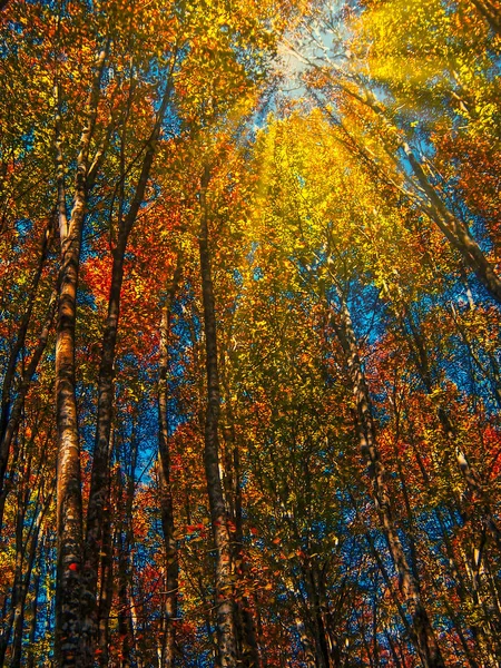 Paisaje Otoñal Con Hojas Amarillas Sol Fotos de stock libres de derechos