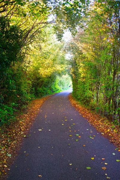 Paesaggio Autunnale Con Una Strada Foglie Gialle Foresta Foto Stock