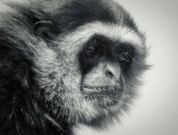 Gibbon Cabeza Mirando Cámara Cerrar Recorte Detalles —  Fotos de Stock