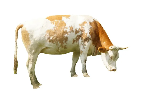Vache Isolée Sur Fond Blanc — Photo