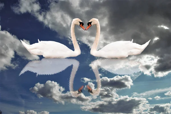 Couple Swans Love Reflected Blue Sky Clouds — Stock Photo, Image