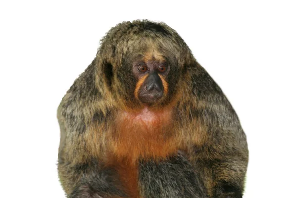 Izolované Saki Opice Bílou Tváří Bílém Pozadí — Stock fotografie
