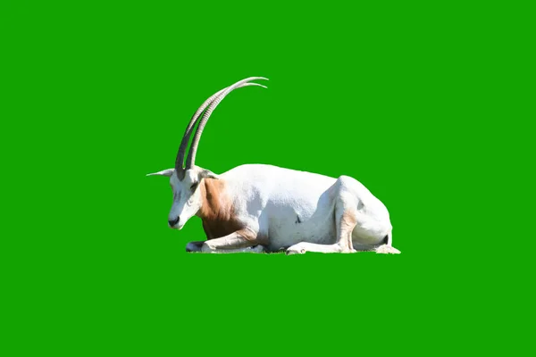 Białym Tle Biały Kozi Rogów Zielonym Tle — Zdjęcie stockowe
