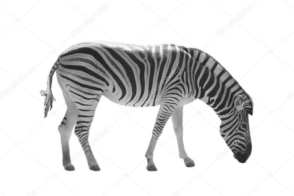 Isolated beautiful zebra on white background