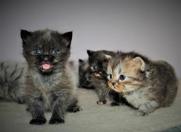 Adorable y lindo gato persa —  Fotos de Stock