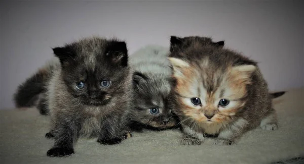 Gatto persiano adorabile e carino — Foto Stock