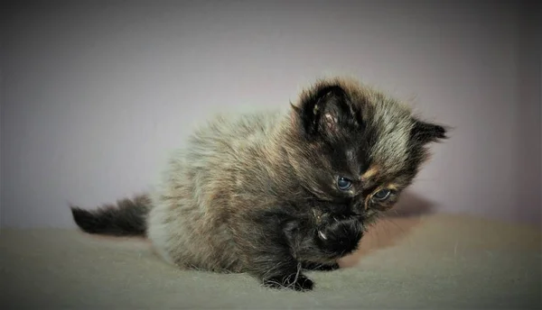Bedårande och söt persisk katt — Stockfoto
