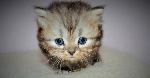 Entzückende und süße Perserkatze — Stockfoto