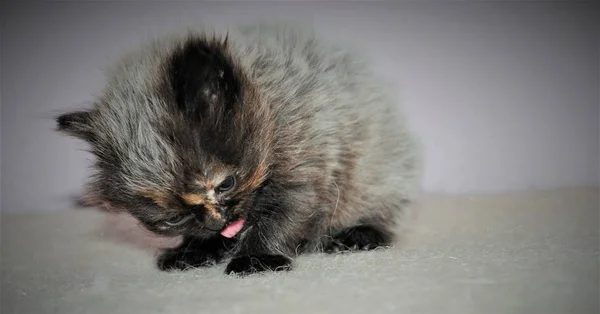 Bedårande och söt persisk katt — Stockfoto