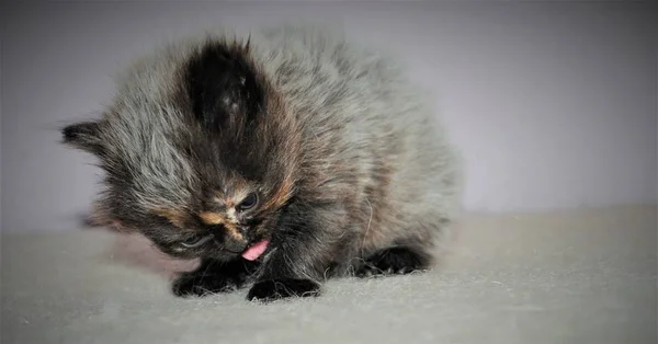 Adorable y lindo gato persa — Foto de Stock