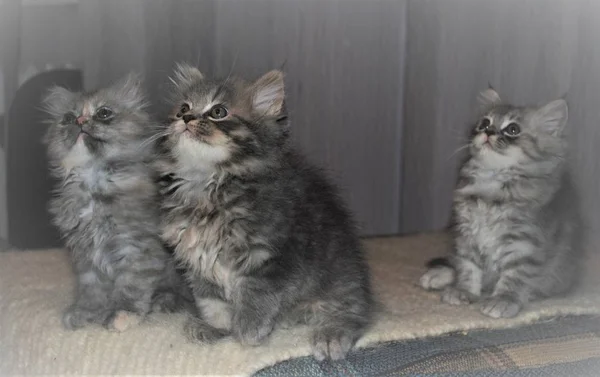 Gatto persiano adorabile e carino — Foto Stock