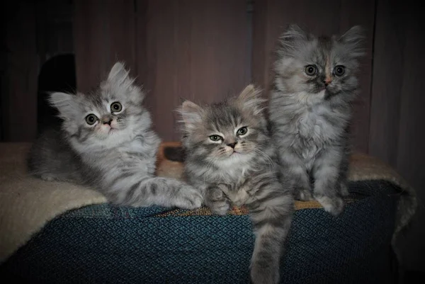 Gatto persiano adorabile e carino — Foto Stock