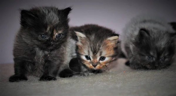 사랑스럽고 귀여운 페르시아 고양이 — 스톡 사진