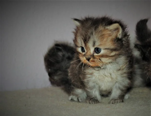 Entzückende und süße Perserkatze — Stockfoto