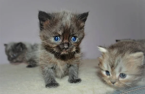 Entzückende und süße Perserkatze — Stockfoto