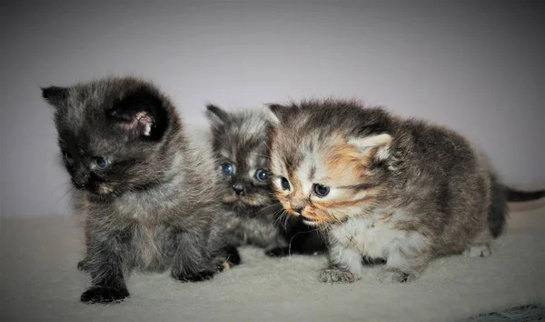 Gatto persiano adorabile e carino Foto Stock