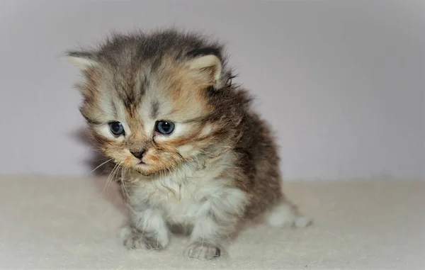 Adorable y lindo gato persa Imagen de stock