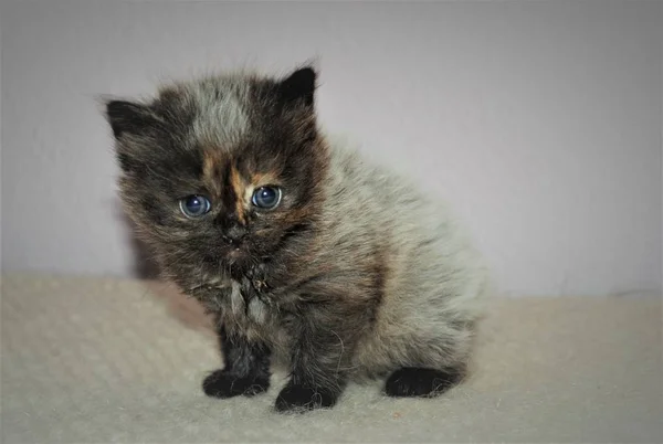 Sevimli ve sevimli Farsça kedi - Stok İmaj
