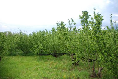 İtalya : Fındık ağaçlarının görünümü, Campania,Nisan 2019.
