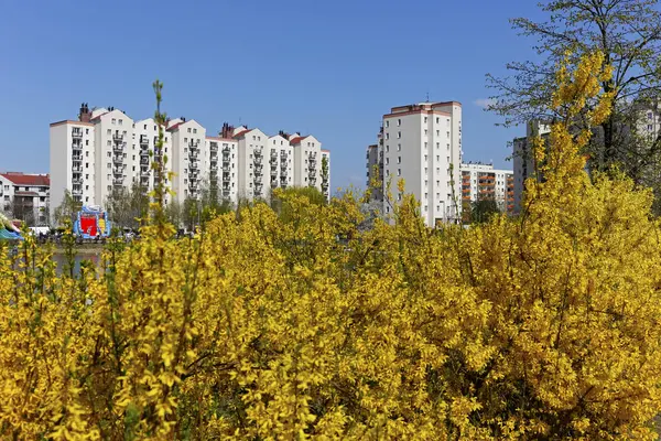 Warsaw Poland April 2018 Shrubs Yellow Flowers Modern Housing Estate — Stock Photo, Image