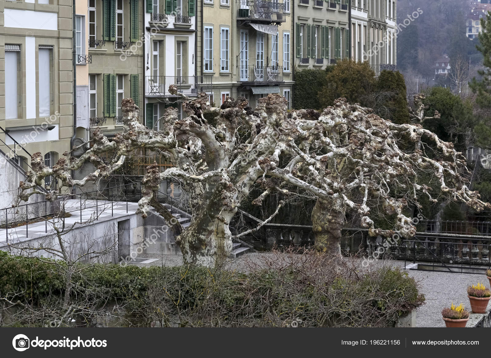 Berna Suiza Febrero 2018 árboles Sin Hojas Son Visibles
