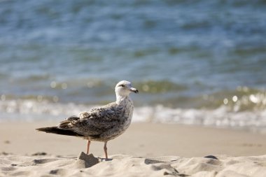 Baltık Denizi plaj ve yalnız martı. Polonya Kolobrzeg bu 
