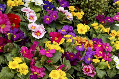 Üzerinde güzel renkli çuha çiçeği çiçeklerin bir yatak