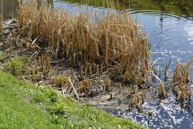 Kuru ot yakınındaki su kenarında. Göl yanındaki yeşil çim olduğunu