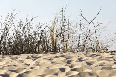 Kuru dallar yıkıcı rüzgarları korumak için dune üstündeki. Bu Kolobrzeg, Polonya'da görülebilir dunes biridir