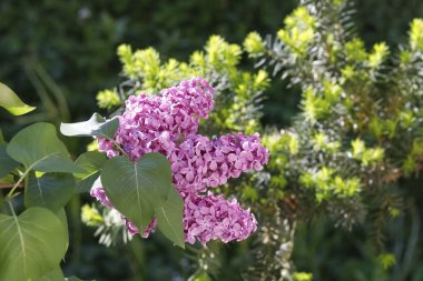 Eflatun çiçekler arasında yeşil görülür