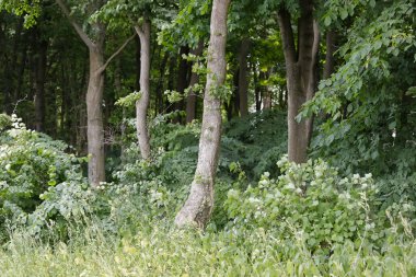 Bu orman bir Polonya Kolobrzeg park alanındadır