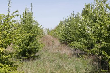 Meyve ağaçları ama onlara hiçbir çiçektir. Uzun bir süre için kesilmiş değil gibi görünüyor hangi yerdeki Çimler uzuyor