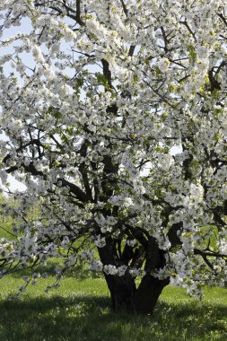 Beyaz çiçekler meyve ağacıyla yakın gösterilir ve Polonya'da bir yerde görünür.
