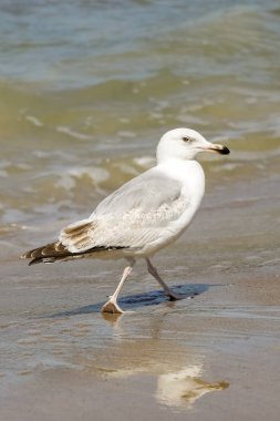 Kolobrzeg Polonya Baltık Denizi'nin kıyısında, sahilde bir yürüyüş sırasında yalnız martı