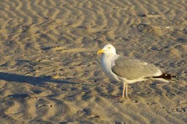 Batan güneşin ışığında deniz martı Kolobrzeg, Polonya sahilde yürümek