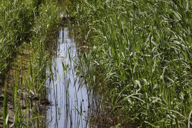 Reed bitkiler kanalı'nın her iki tarafta